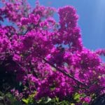 Bougainvilliers